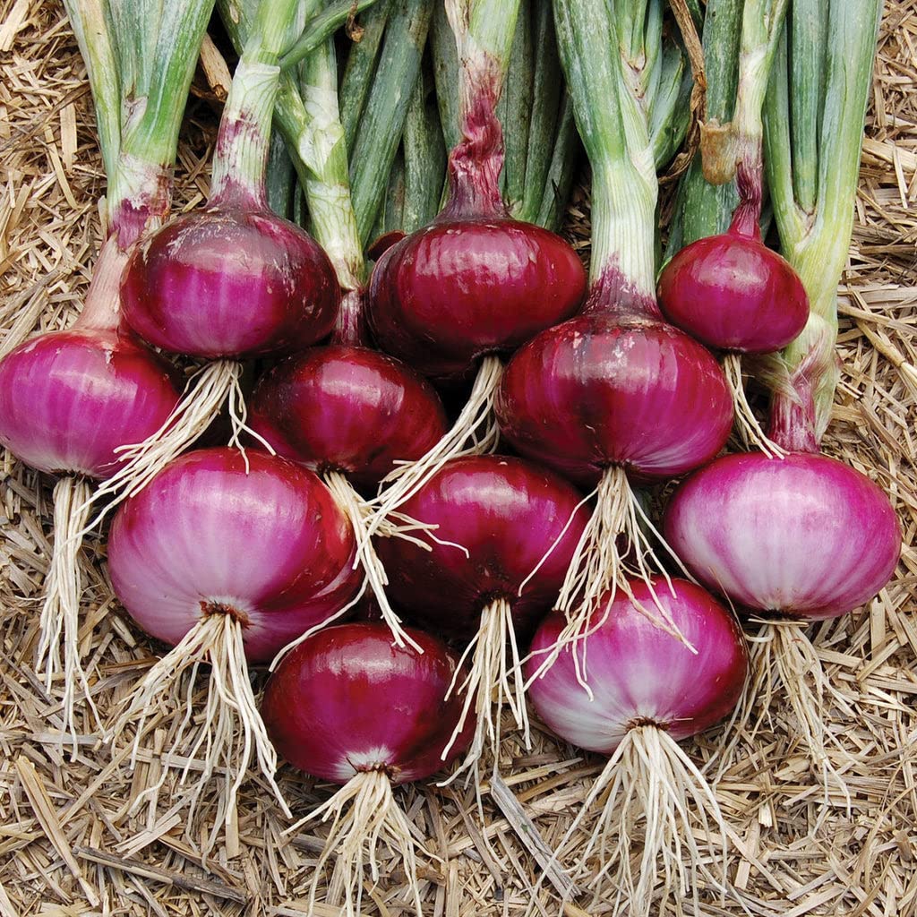 Onion seeds for farming (700 seeds) (B0BXFBQH31) Amazon Price History, Amazon Price Tracker
