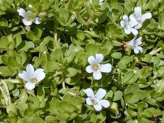 Brahmi Plant Live with Pot (15-20 Strings) - Medicinal Plants for Home Garden Herbs - Bacopa Monnieri/Water Hyssop/Thyme-Leafed Gratiola/Herb of Grace Ayurvedic Plants