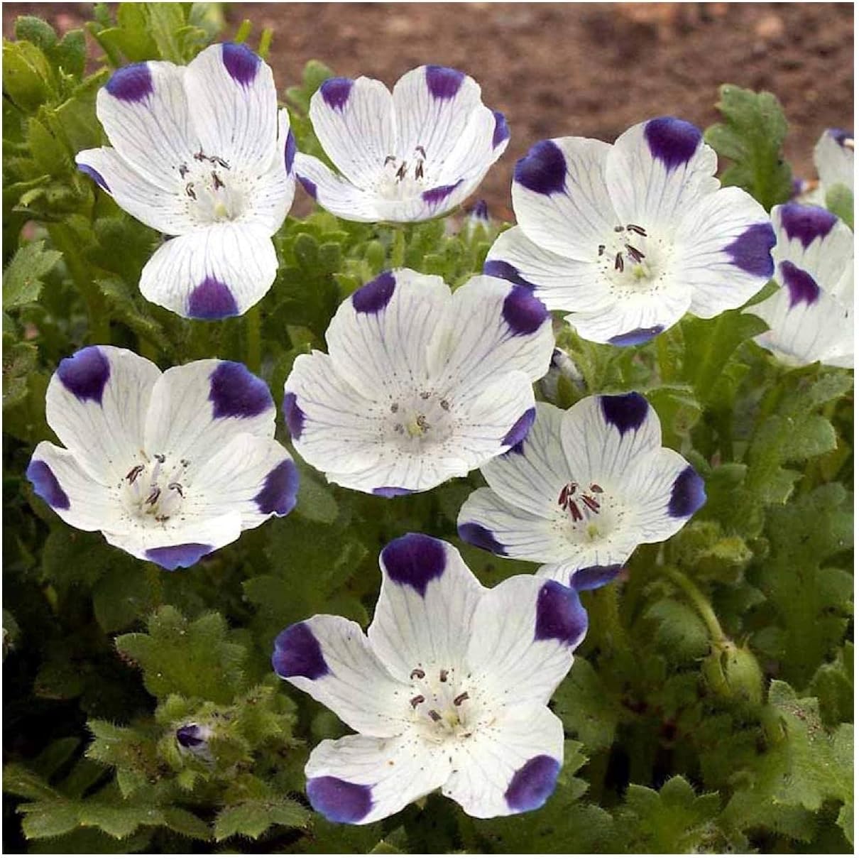 Everwilde Farms - 1 Lb Five Spot Native Wildflower Seeds - Gold Vault