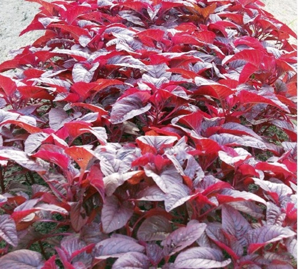 Nelesa Gardening Red Spinach Amaranthus Lal Saag Vegetable Seed - 100 Seeds Pack (B01M0PW5BE) Amazon Price History, Amazon Price Tracker