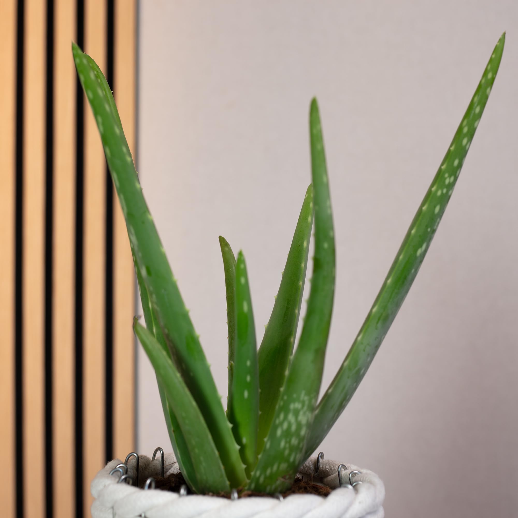 Aloe vera - pianta da interno facile da curare, Aloe barbadensis - Altezza  ca. 40 cm, diametro del vaso 12 cm : Amazon.it: Giardino e giardinaggio