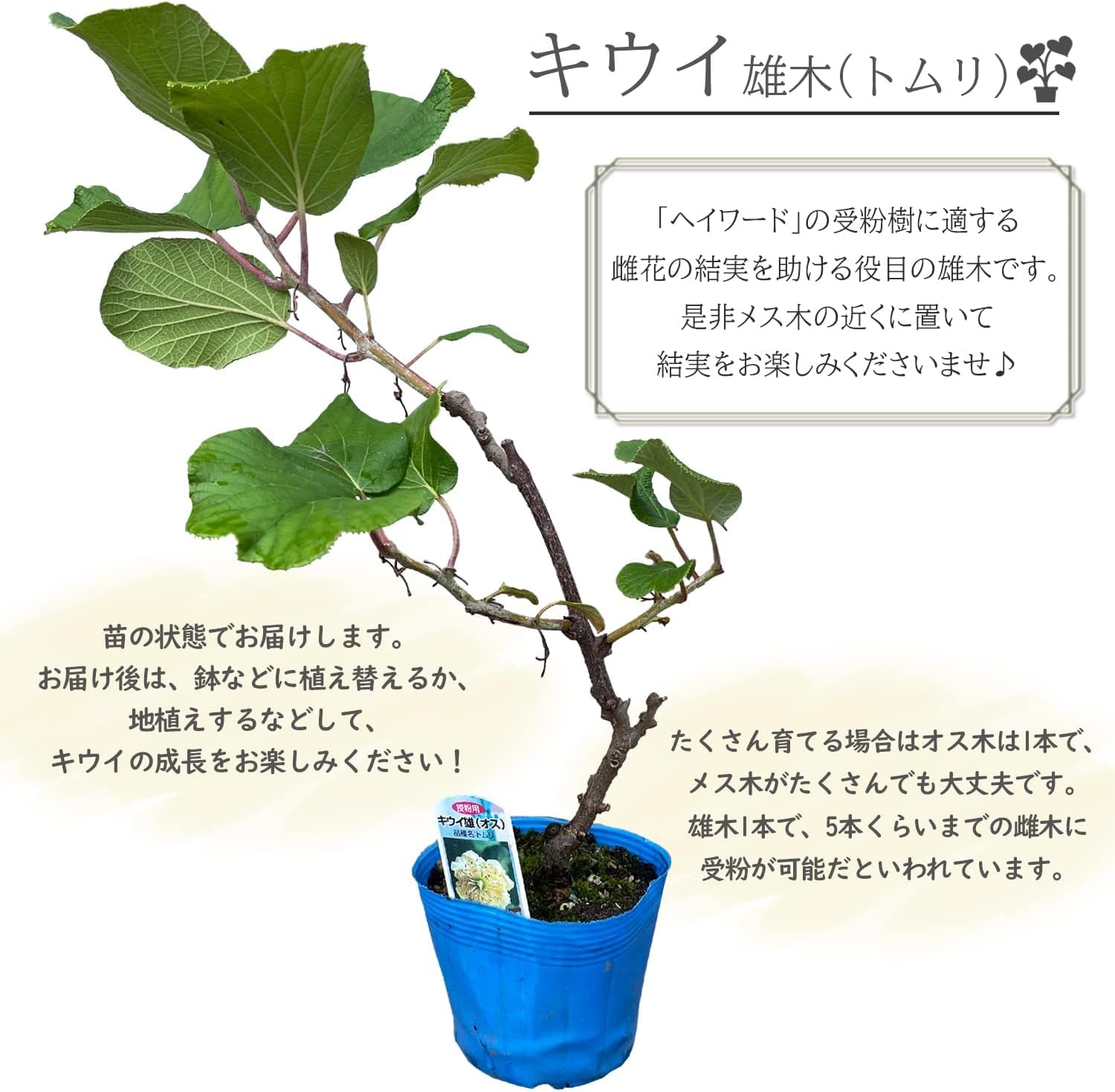 Amazon｜花のギフト社 キウイ 苗 トムリ 雄 オス 雄木 雄花 早雄 苗木