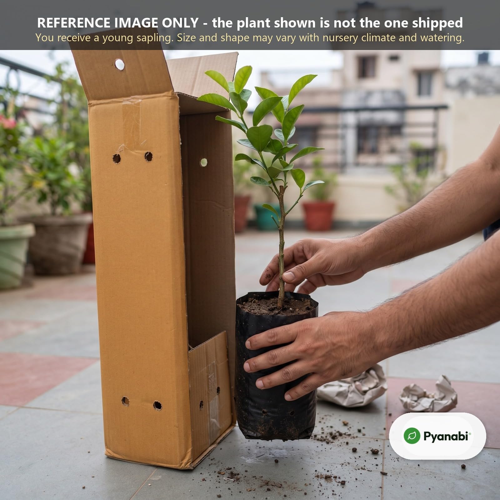 Meyer Lemon Plant - Grow Your Own Citrus! -5