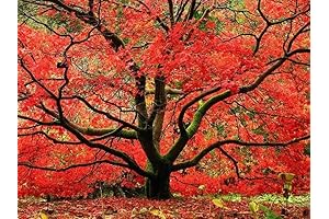Live Red Japanese Maple Tree - 2-3 Feet - Acer Palmatum