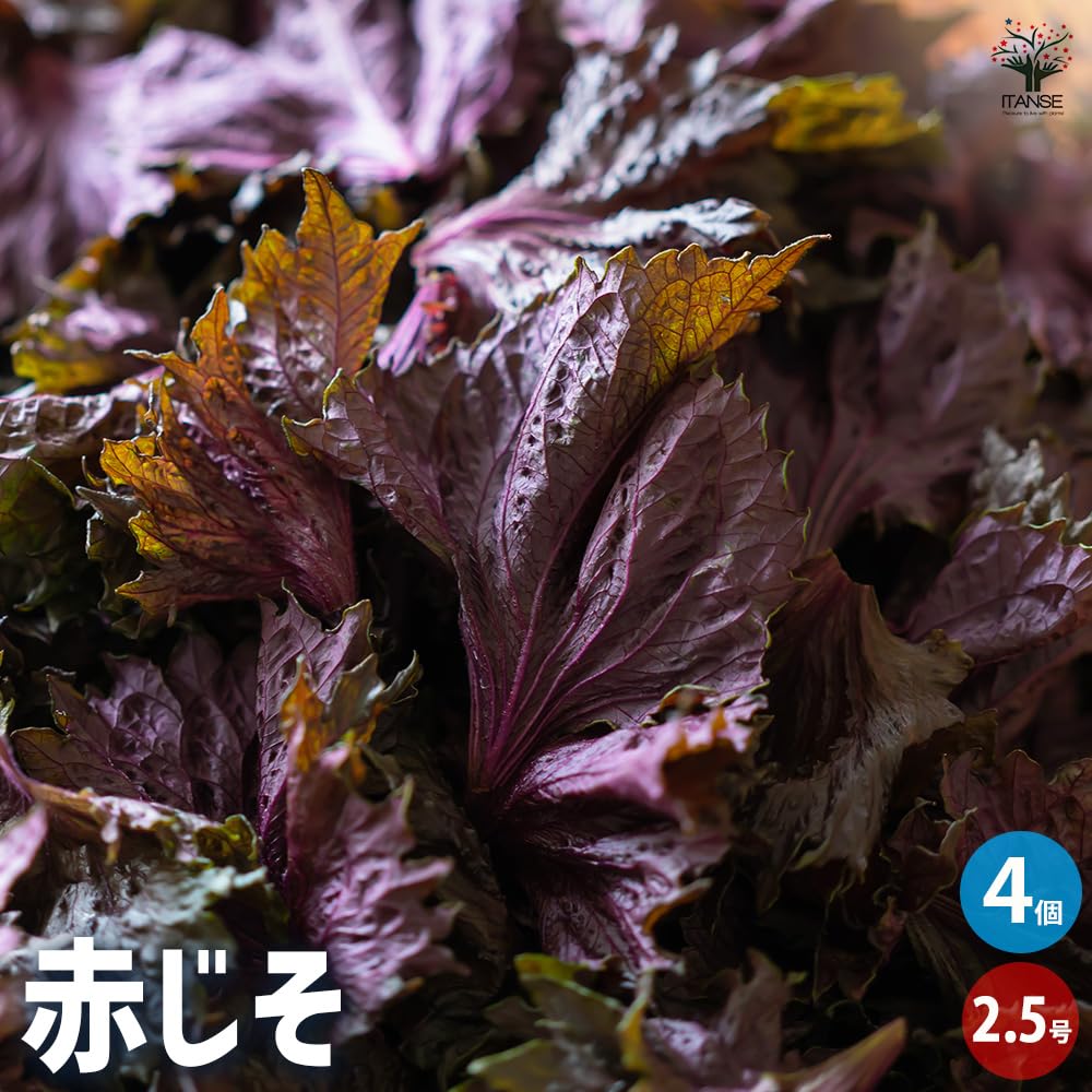 Amazon.co.jp: 赤じその苗 2.5号 4個セット【品種で選べる野菜苗】学名