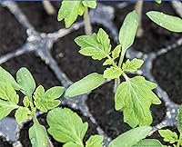 Vista 3 de Semillas de tomate San Marzano - Para cultivar deliciosos tomates para salsas, pasta, enlatado