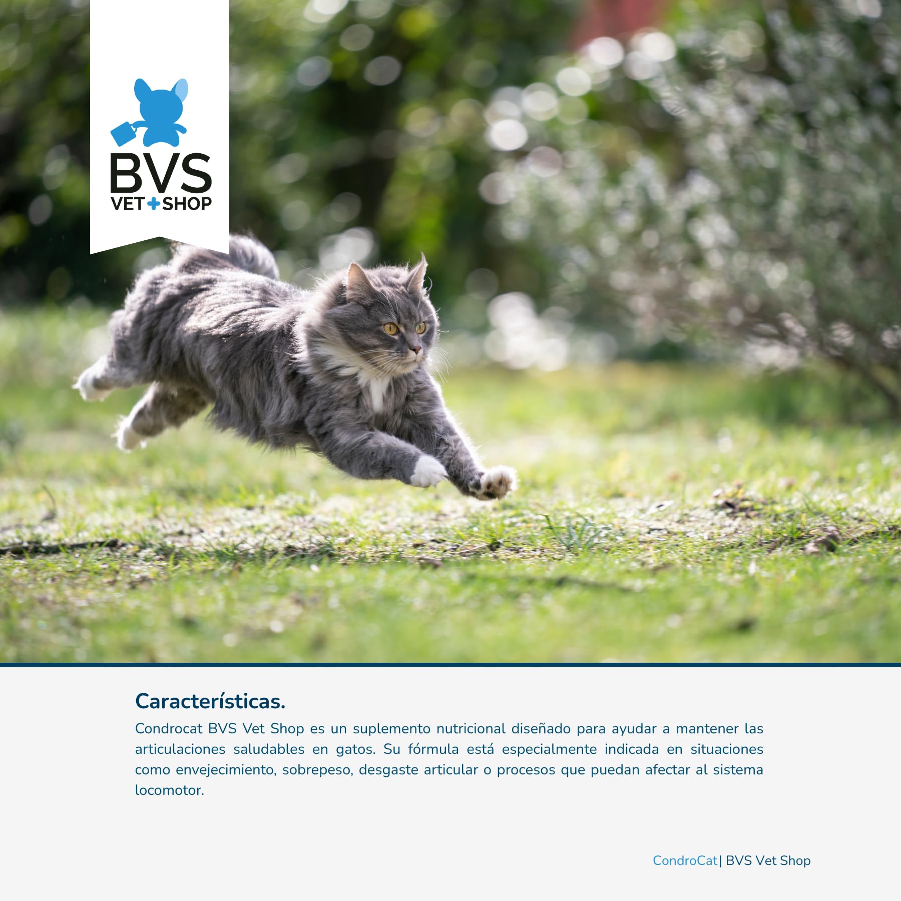 BVS Vet Shop | Condrocat para Gatos | Ayuda a Mantener Las articulaciones saludables de Gatos Que sufren en Las articulaciones, Edades avanzadas o sobrepeso | 1 unid. x 15 gr