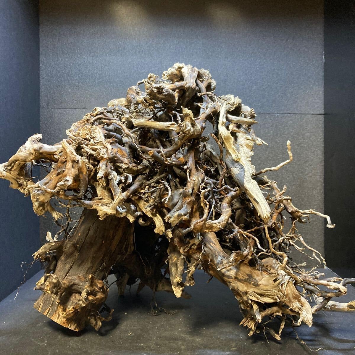 天然流木 アクアリウム ADA インテリア 煮沸済み 沈水確認済み 29 1個S