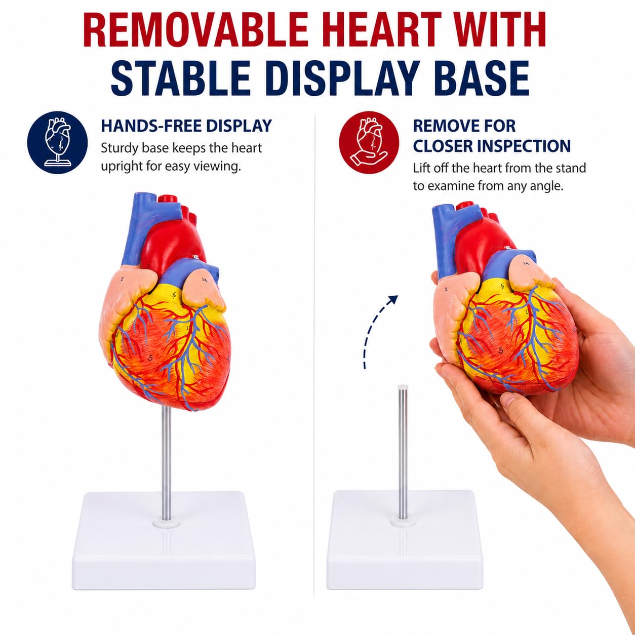 Life Size Heart Model - 34 Anatomy Structures -6