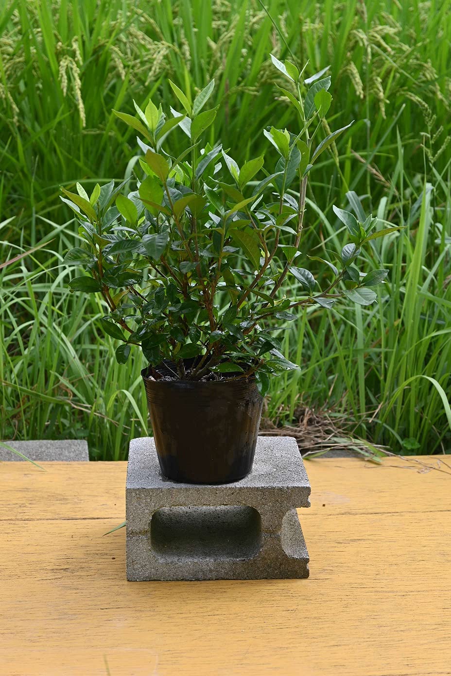 Amazon.co.jp: 八重クチナシ 八重咲梔子花鉢1鉢 鉢植え用くちなしの花