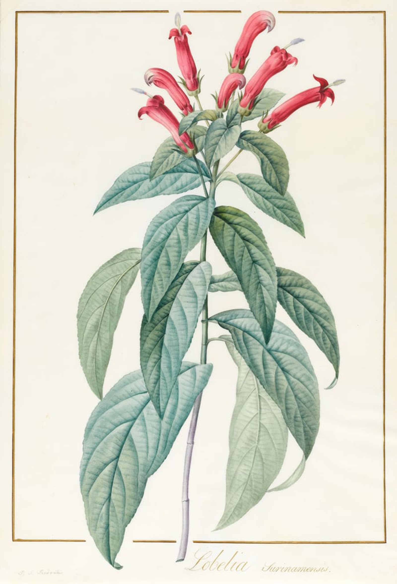 ARTXLXXBN Famous Art Print Poster Vintage Wall Art Lobelia Surinamensis by Pierre Redouté Canvas Art Poster for Home Decor 60x90cm