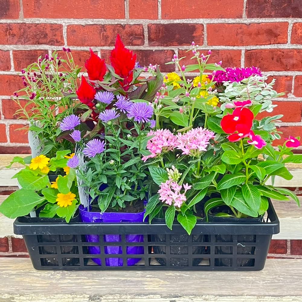 Amazon.co.jp: 鉢のカラーが選べる 季節の寄せ植えキット 花苗（12苗