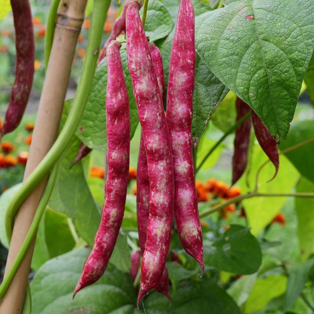 Climbing French Bean Speckled Cranberry Seeds – Triple Purpose Bean, Use Pods, Fresh Shelled Beans or Dried – for Your Beautiful Kitchen Garden — image 1