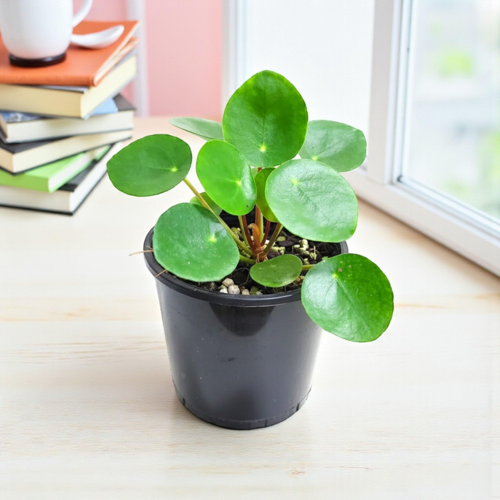Chinese Money Plant - Air Purifying & Lucky Pilea -4