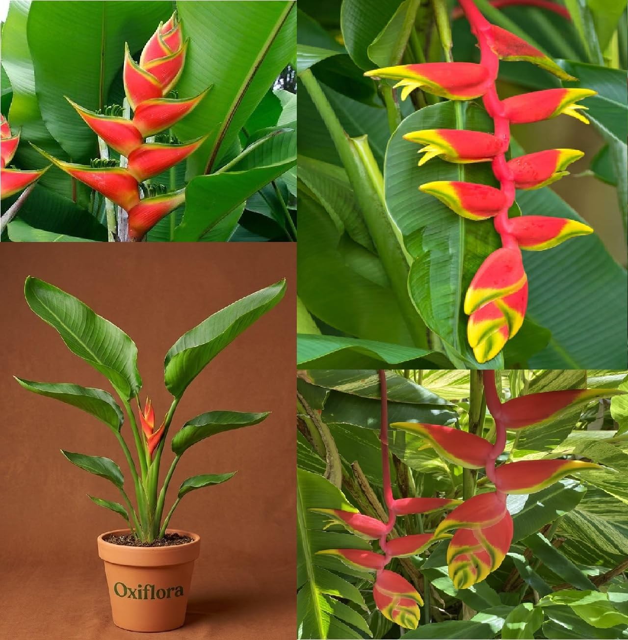 Original Heliconia Rostrata Also Called Birds of Paradise Hanging Lobster Claw Crab's Claw 2 Feet Height 1 Healthy Live Ready To Bloom Flower Plant in Nursery Grow Bag for Garden Decore-image-22