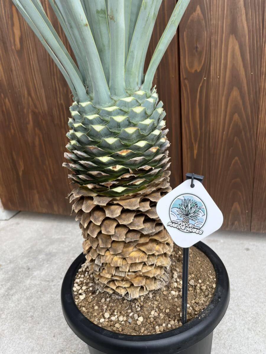 マルデヌベスver.リギダ ハイブリッドユッカマルデヌベスver.リギダ｜ヤシの木・多肉植物