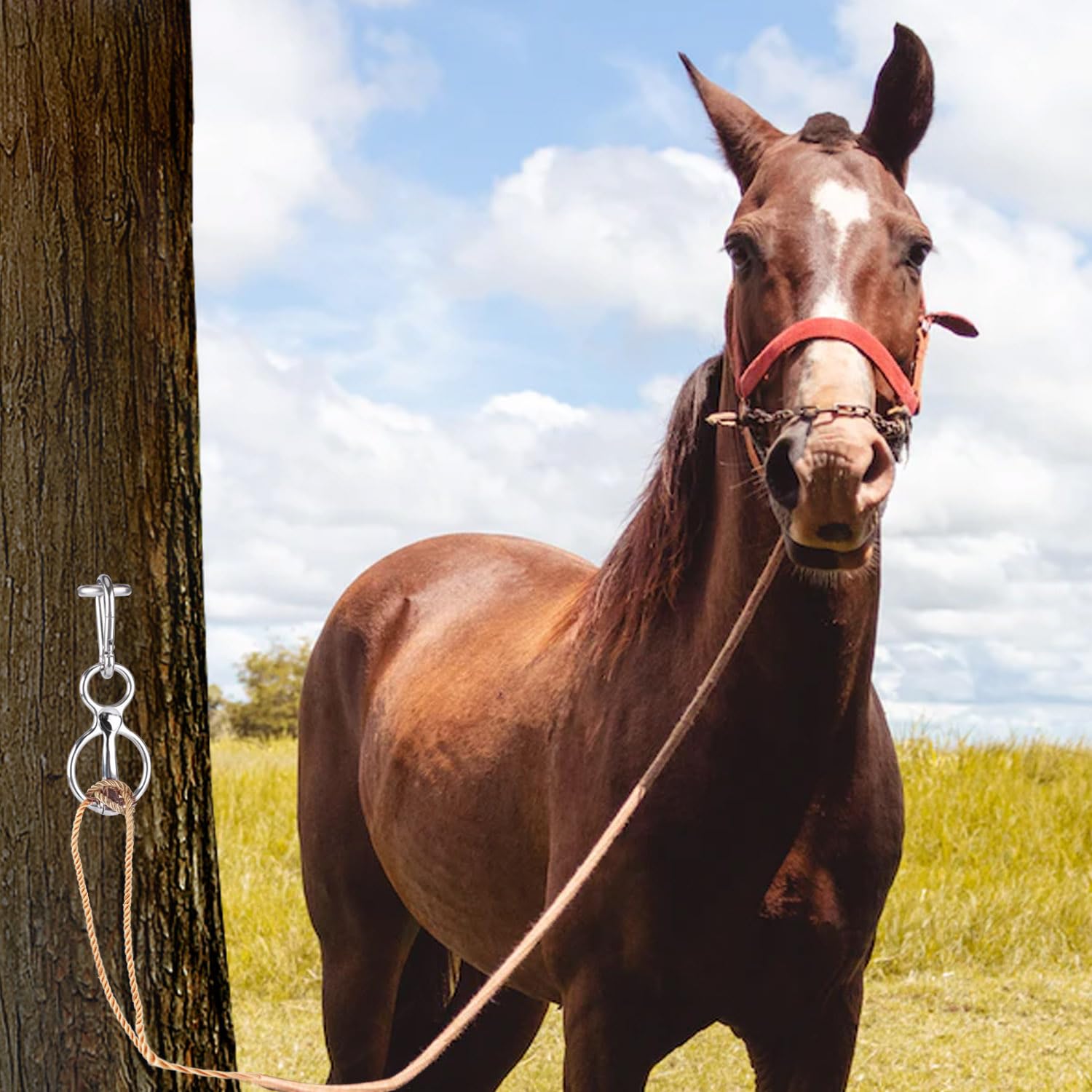 Anneau D'attache Chromé Pour Cheval - Outil De Retenue Pour Entraînement - Neuf
