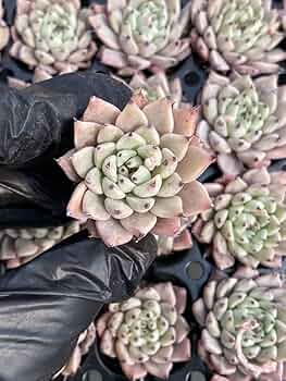 715ilhxKLpL._AC_UF350,