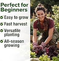 Vista 148 de HOME GROWN Más de 1000 semillas de cilantro para plantar en interiores o exteriores, hierbas tradicionales sin OMG, semillas de plantas de cilantro