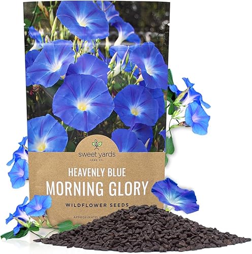 Miniatura 10 de Morning Glory Seeds Celestial Blue - Paquete grande de 1 onza - Más de 1,000 semillas de flores