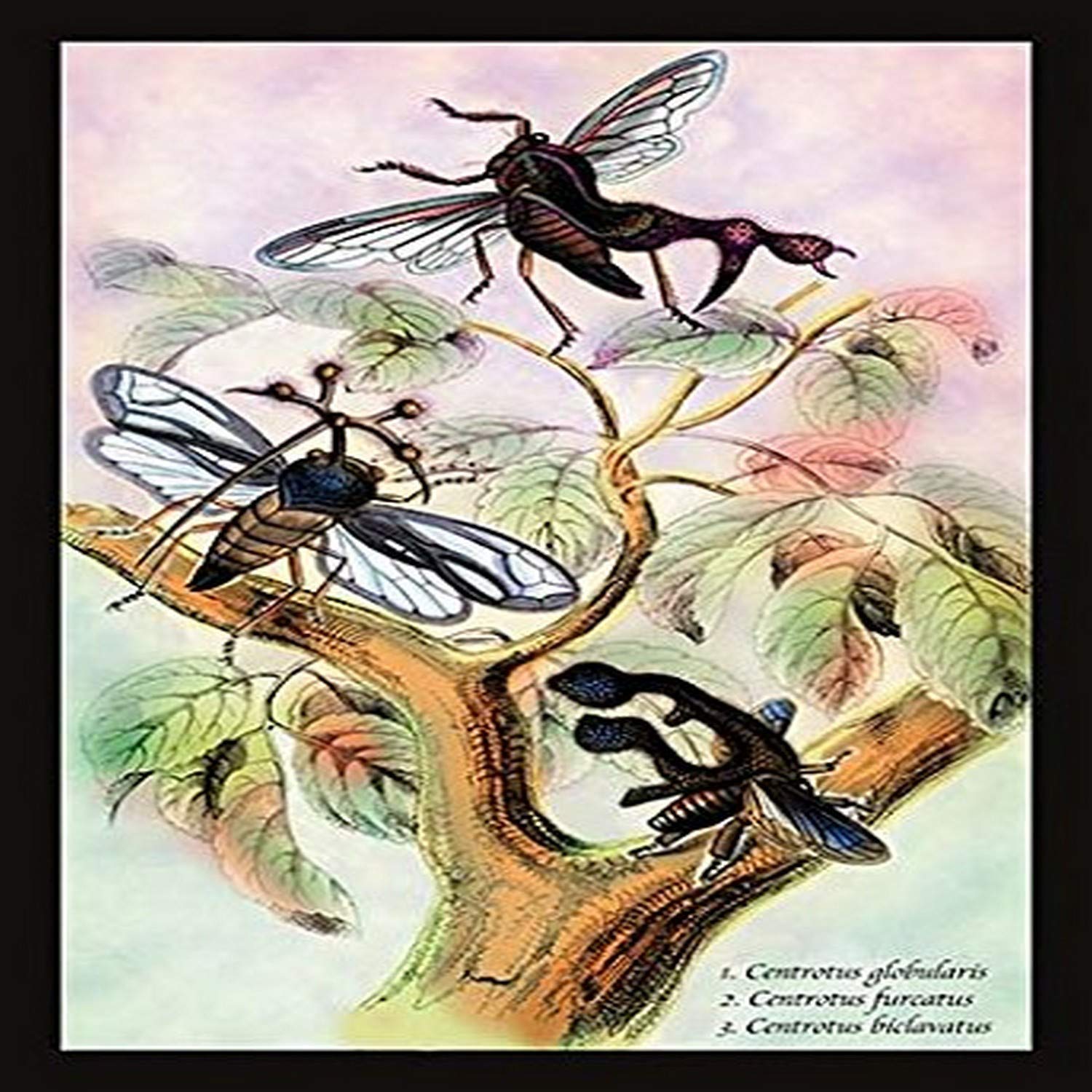 Firest Insect 18th Century Insect Prints
