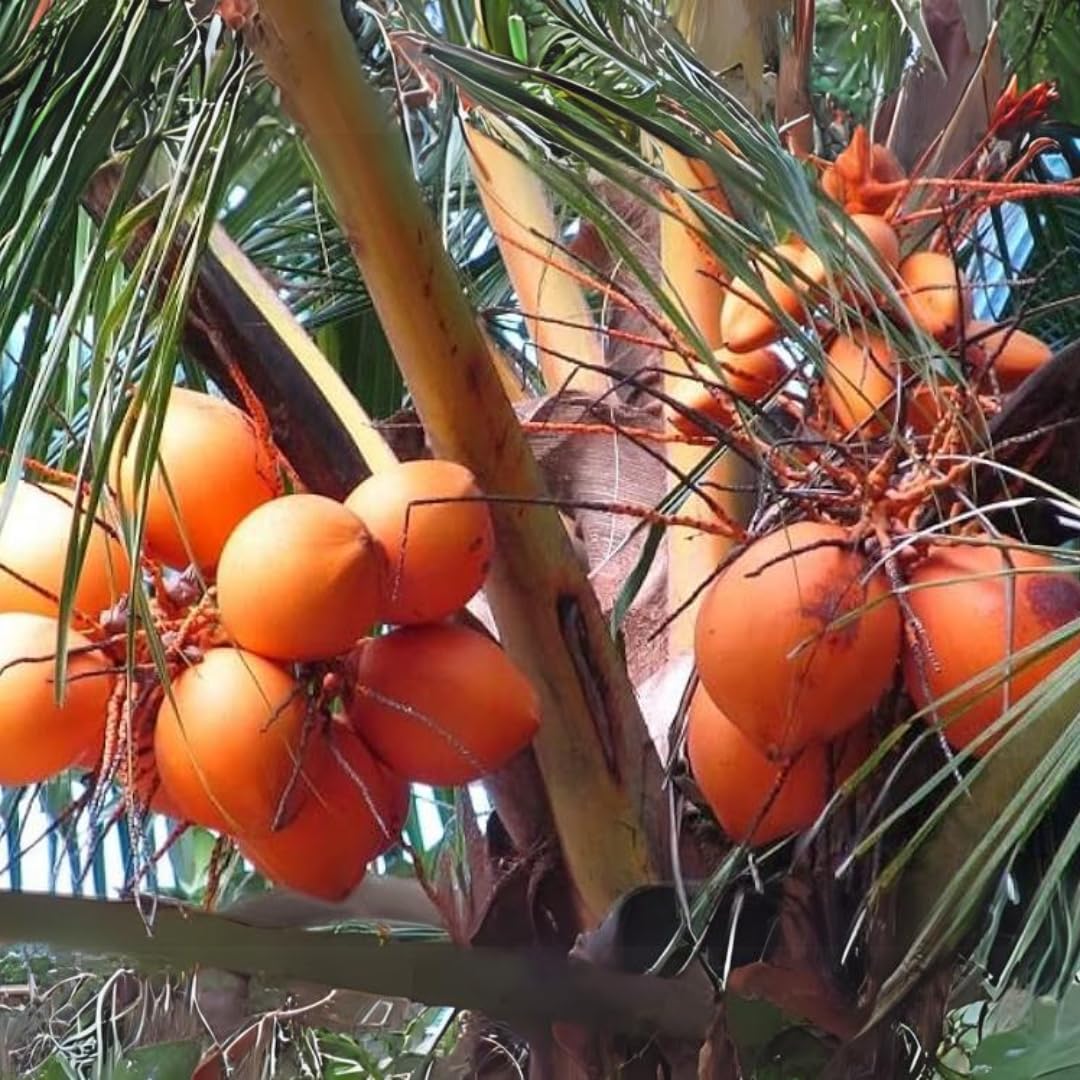 M-Tech Gardens Coconut (" Red Malayan, Dwarf Hybrid) Exotic 1 Live Fruit Plant