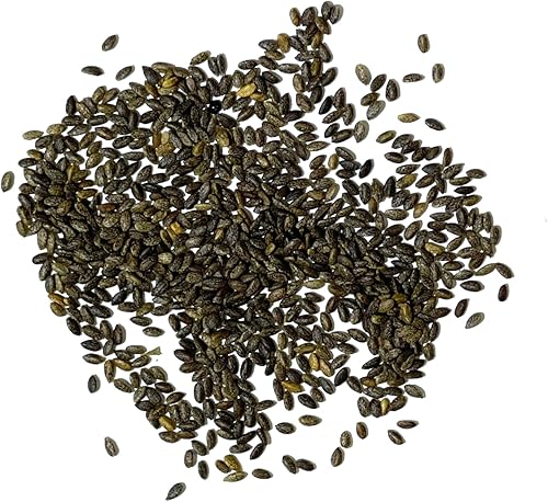 Miniatura 4 de Seed Needs Semillas de salvia roja escarlata para plantar Salvia coccinea paquete individual de 800 semillas cada una reliquia y polinización