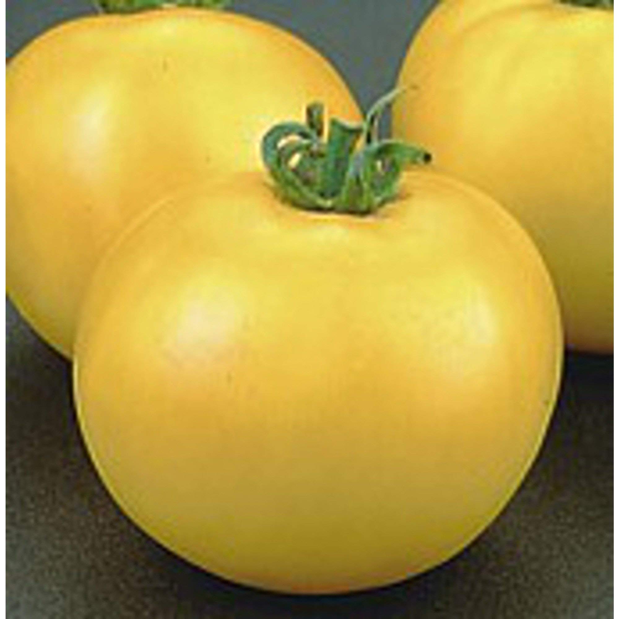 Lemon Boy Tomato Seeds (((50 Seed Packet))) (More Heirloom, Non GMO, Vegetable, Fruit, Herb, Flower Garden Seeds at Seed King Express)