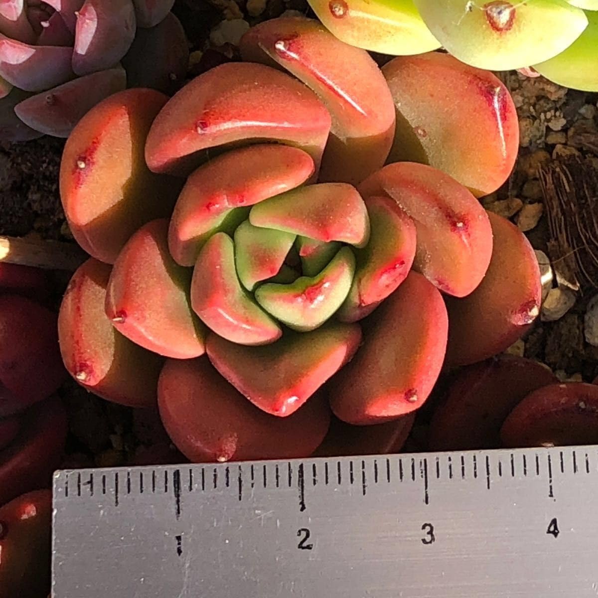 Amazon｜シャボー 抜き苗 紅葉中 エケベリア 多肉植物