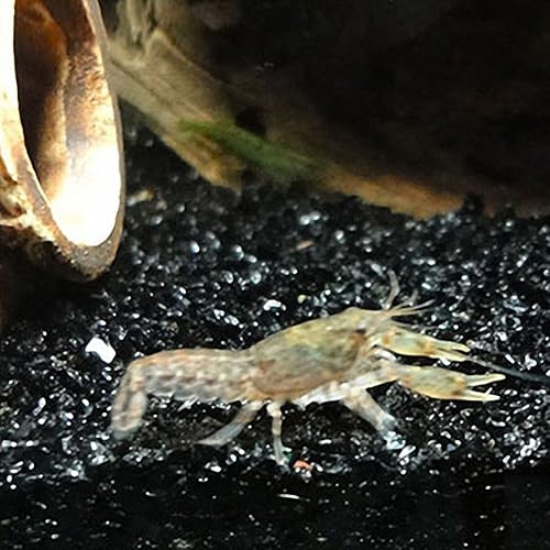 Miniatura 6 de OMEM Decoraciones de piedra de acuario, arena de cuarzo, decoración de grava para pecera, grava, decoración de acuario (2.2 libras)