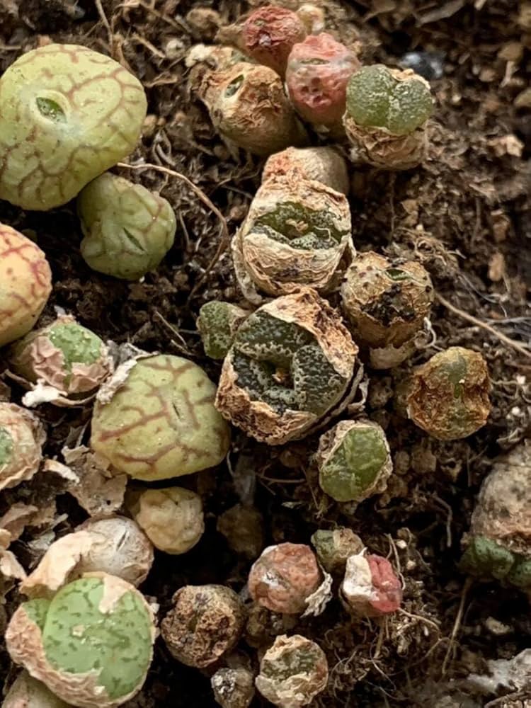 Amazon|多肉植物 コノフィツム ペルシダム+ficiforme セット|観葉 Amazon|多肉植物 コノフィツム ペルシダム+ficiforme セット|観葉