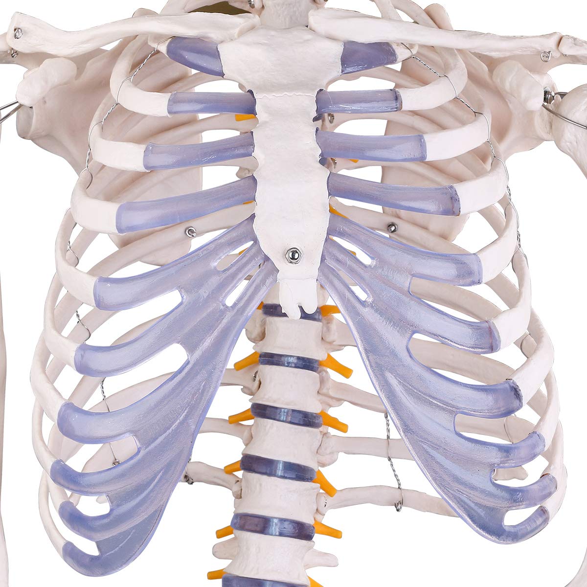 MIIRR Human Skeleton Model, Medical Anatomical Skeleton Life Size with