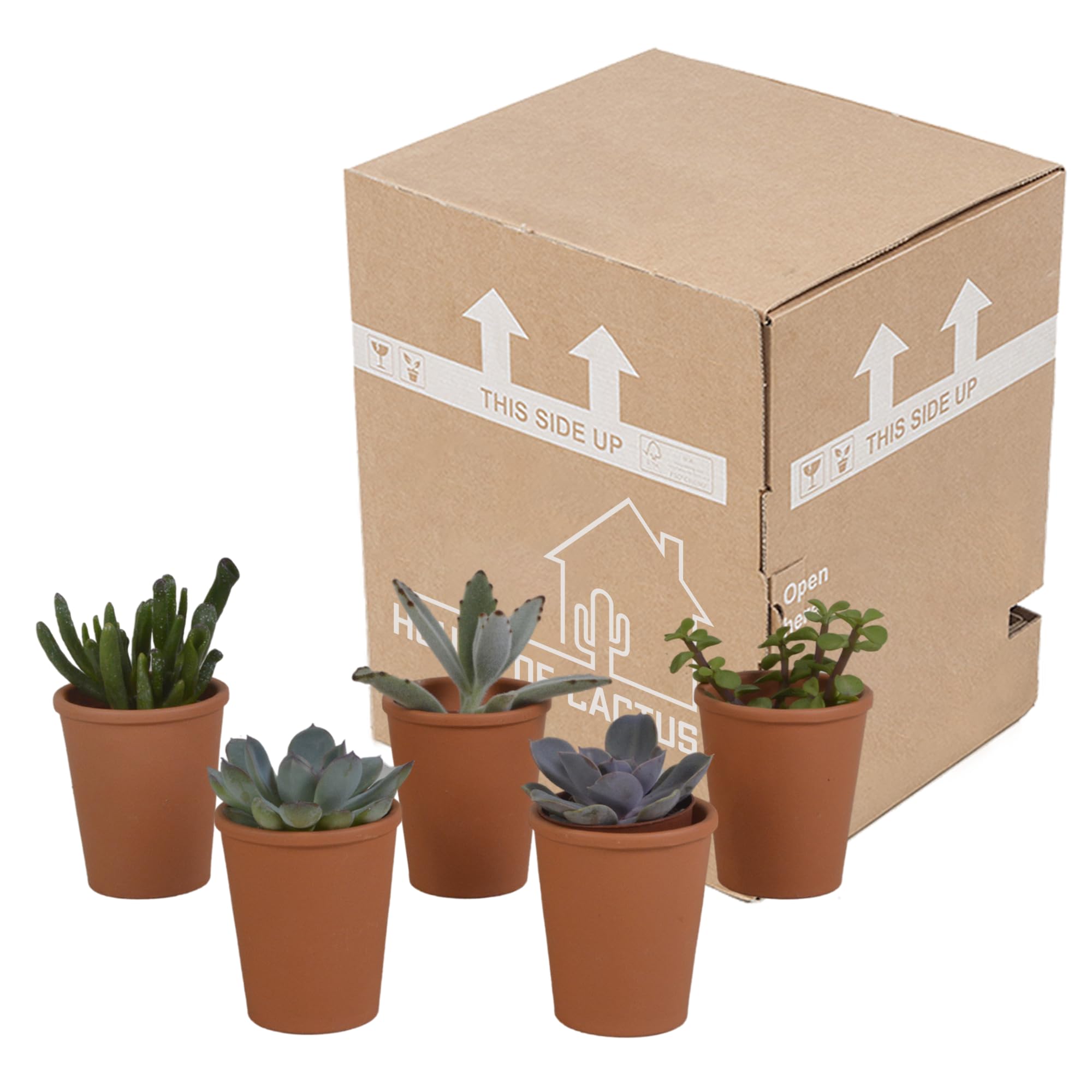 Mezcla de Plantas Suculentas en Maceta de Terracota, Set de 5 Piezas, 5.5 cm