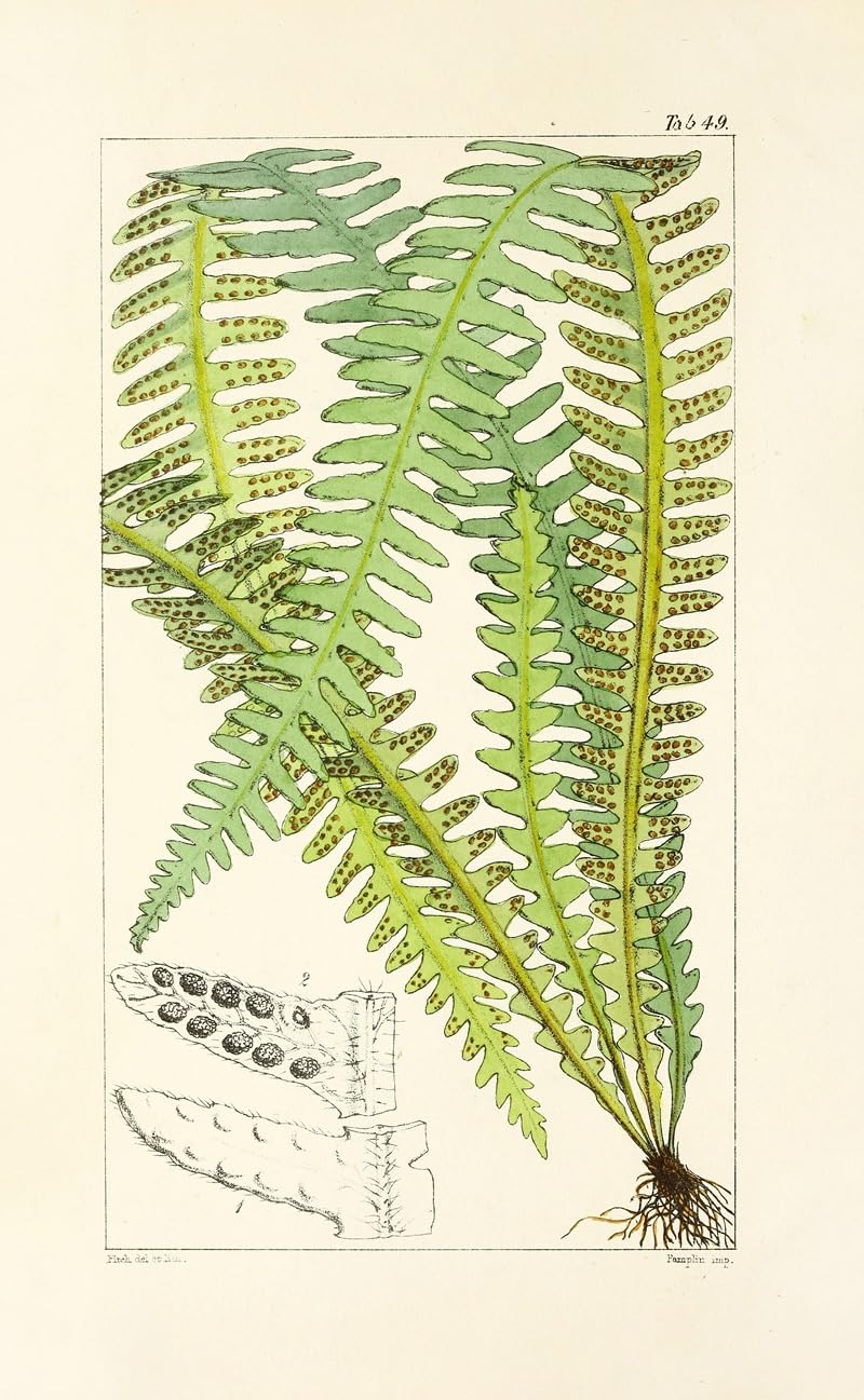 Wiek paproci Pl.47 (1854) plakat wydruk autorstwa Williama Jacksona Hookera (24 x 36)