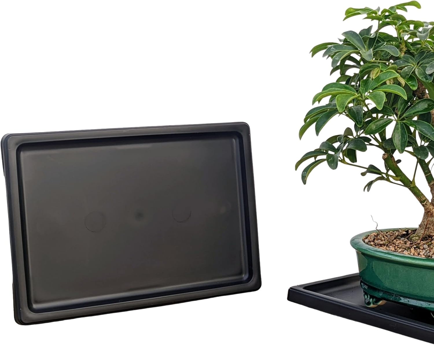 Buy Tinyroots Bonsai Humidity Tray, 7Inch Drip Tray, Maintains