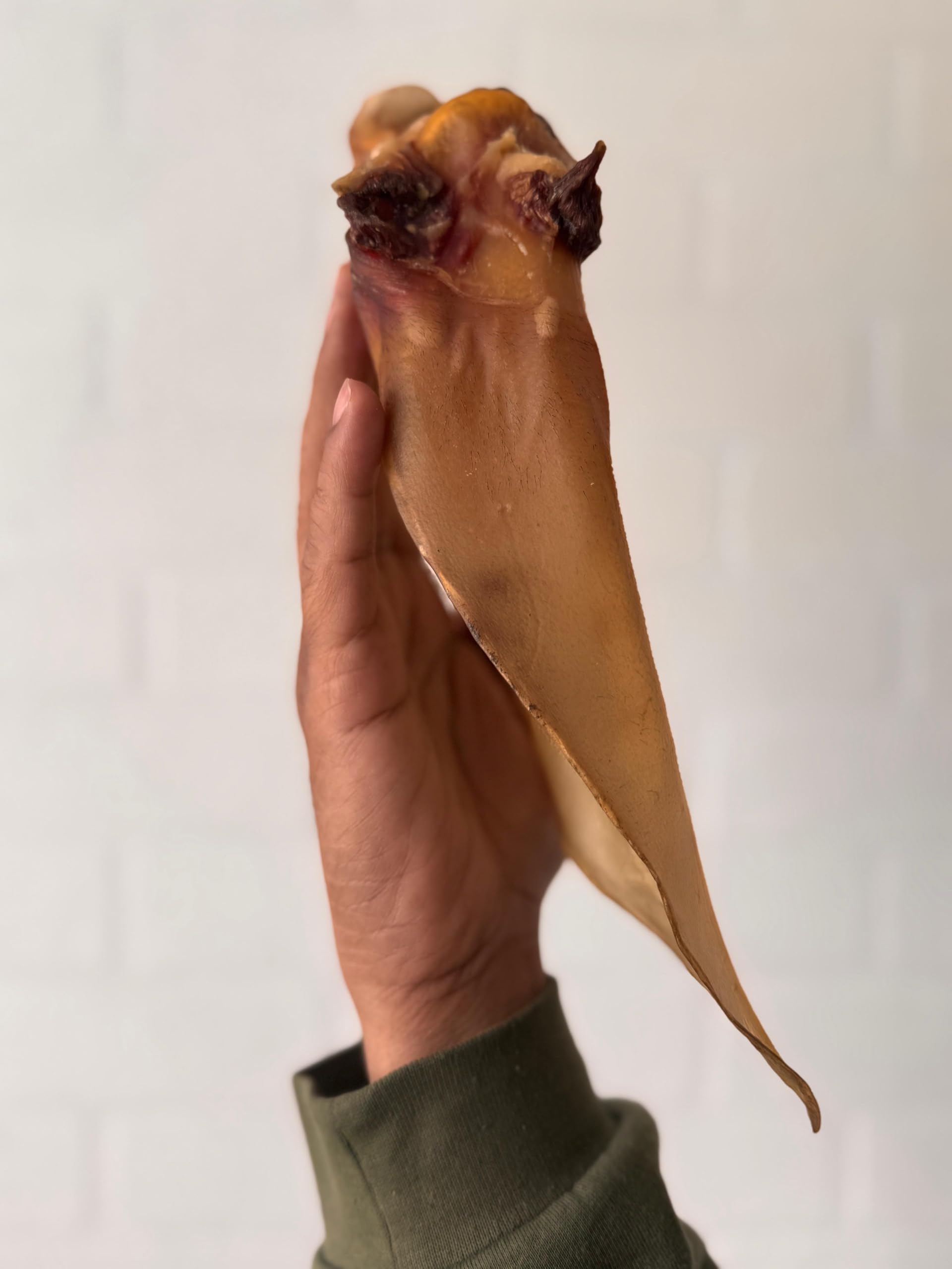 20 Buffalo Bull Beef XL Ears 20-25 cms with meat PREMIUM QUALITY 100% Natural Dog Treats