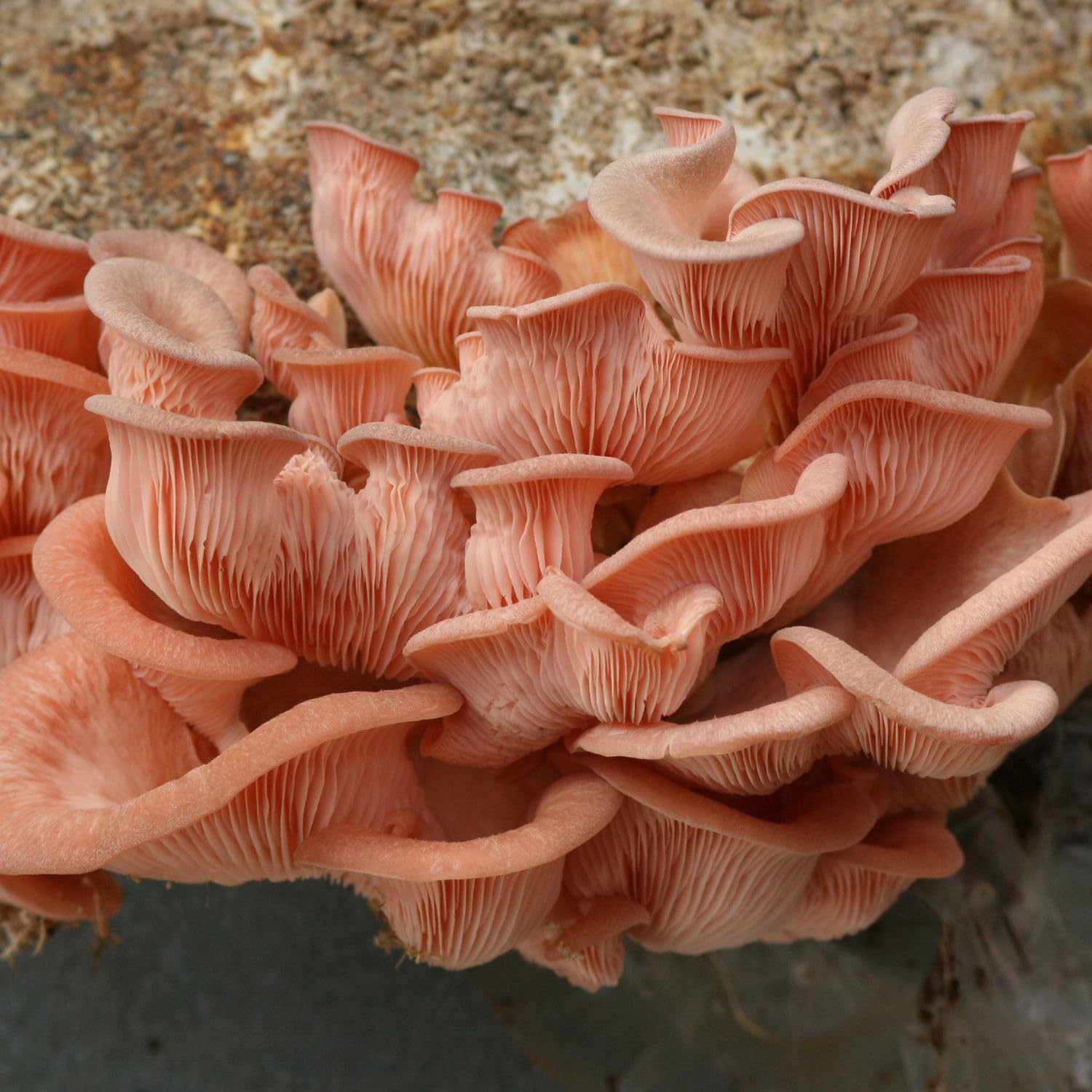 Hawlik Pilzbrut - Culture de pleurote rose biologique, facile à cultiver soi-même des pleurotes djamor, kit de culture de champignons, kit champignon à faire pousser, récolter des champignons frais
