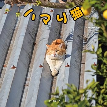 どはまり猫 715k01MtobL._UF350,350_QL80_.jpg