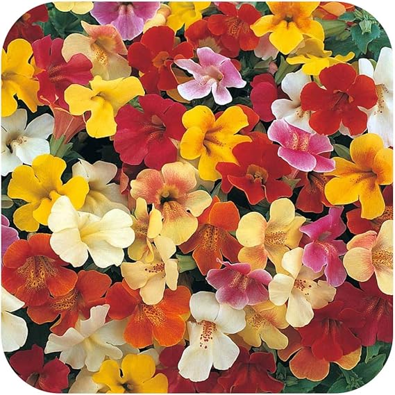 Mimulus 'Mystic' Mini Plug Plants x 24 for Potting On Amazon.co.uk