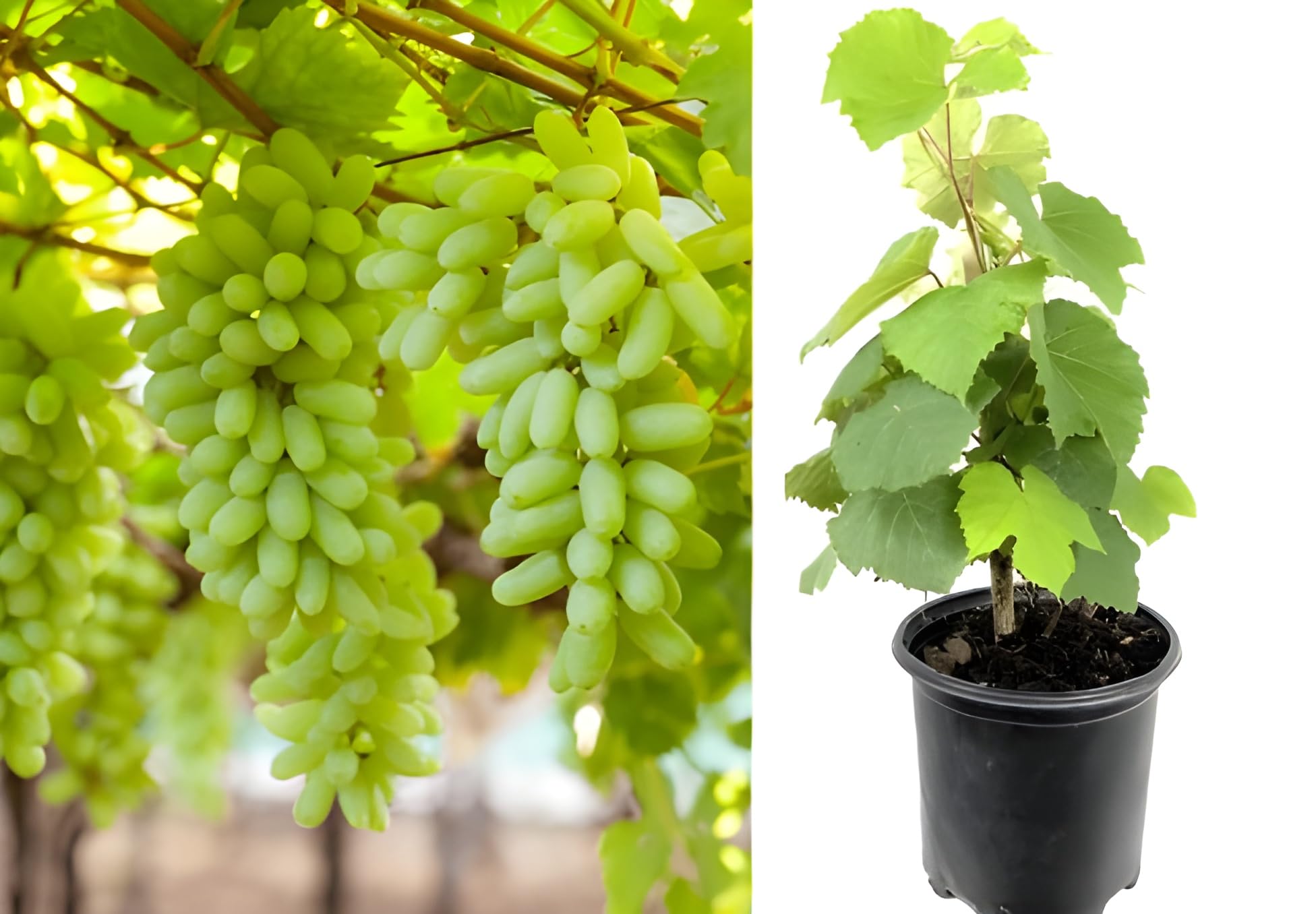Grapes Tree Vitis Vinifera Grape Tree The Green Corner