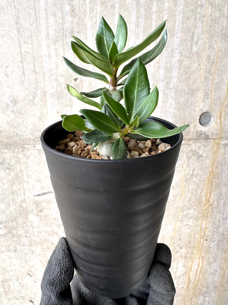 Amazon｜【現品限り】パキポディウム・ビスピノーサム【L54