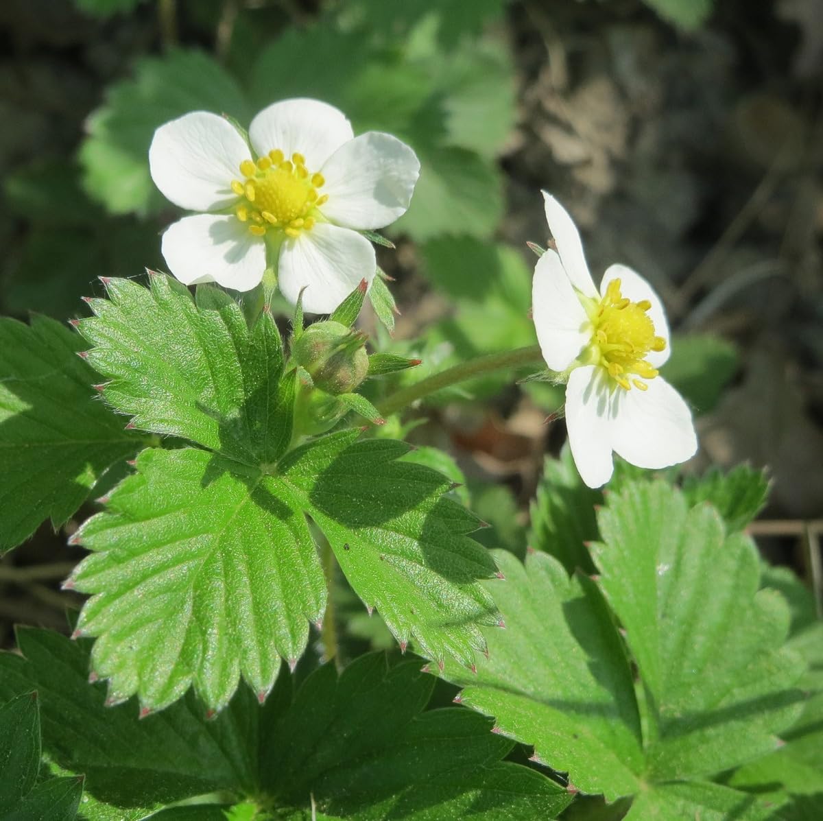 6 x Fraisier des bois - Fragaria Vesca - Godet 9x9cm - Fruits rouges, couvre-sol, mi-ombre