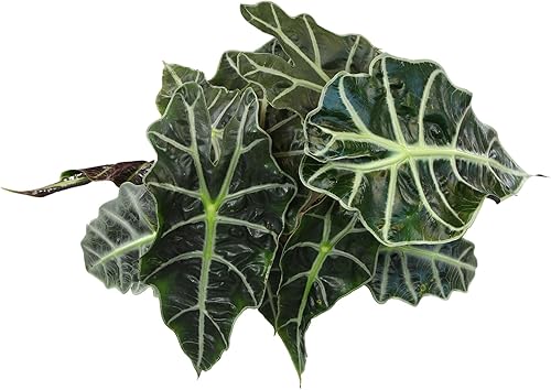 Miniatura 7 de Altman Plants 'Polly' Alocasia - Decoración de plantas vivas en maceta de plástico blanco de 6 pulgadas, planta de oreja de elefante para regalo y