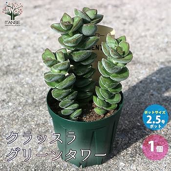 中型多肉植物 緑と赤のグラデーション*2 中型 多肉植物 緑と赤のグラデーション*2 紅葉が彩り鮮やかな