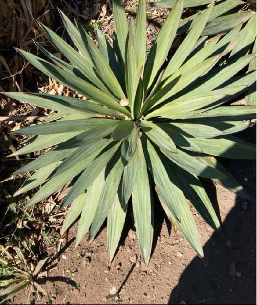 耐寒性ユッカ3頭キングギドラ◇ドライガーデン多肉サボテン　アガベ ヤシ　ドラセナ Amazon.co.jp: 極耐寒性ユッカ ペンデュラドライガーデン多肉