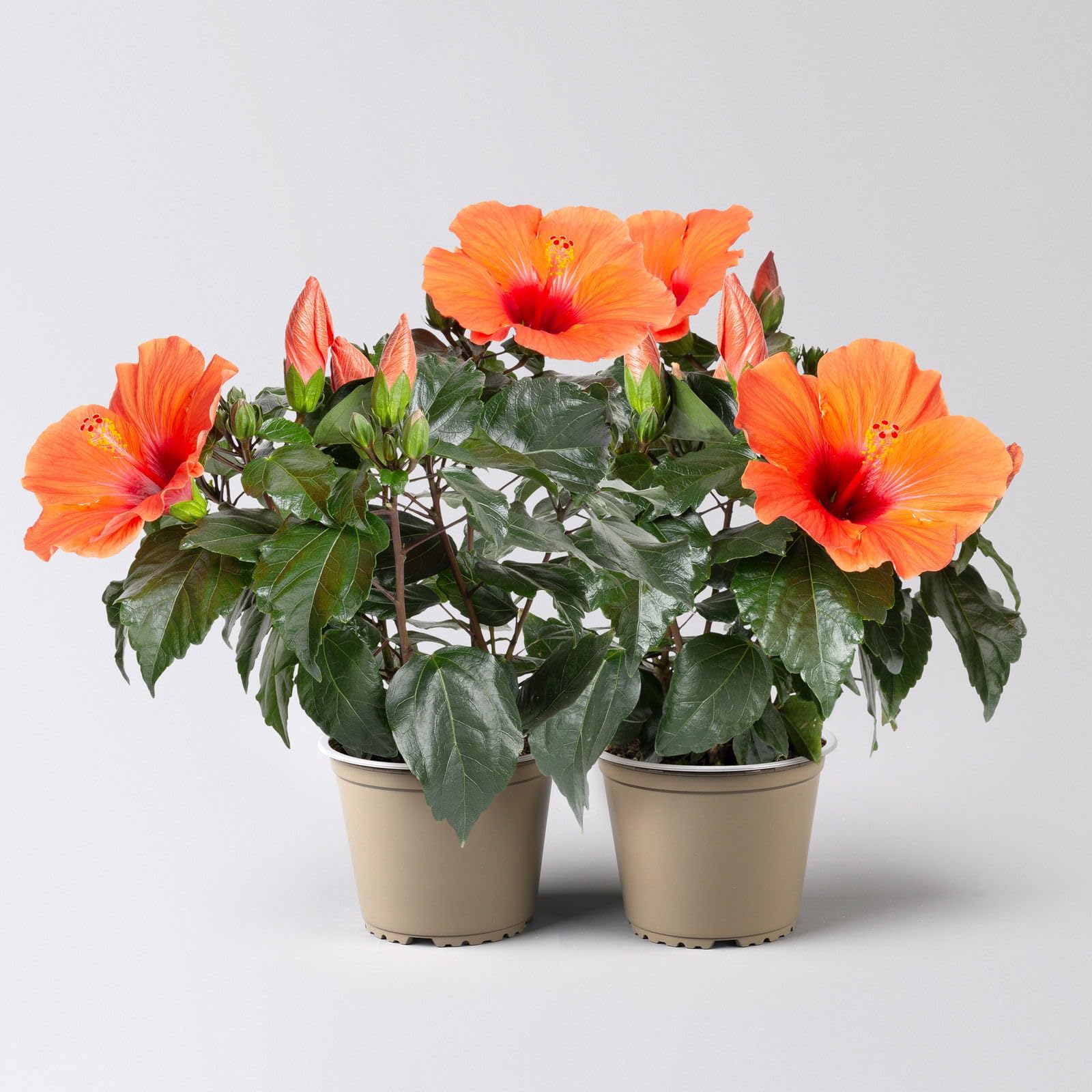 zimmerpflanze weiß grüne blätter Ficus Elastica Cloe Gummibaum 65cm – Zimmerpflanze im weißen Übertopf main image 1