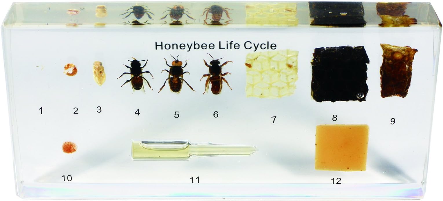 REALBUGLifecycle of a Honey Bee