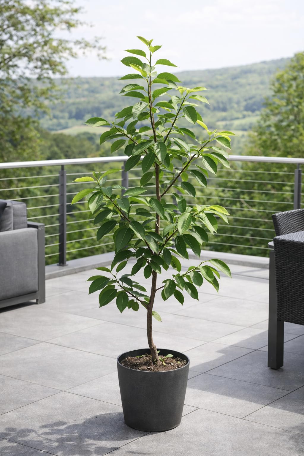 Kaki Baum Diospyros kaki Mela - 160-200 cm - winterharte Sharonfrucht/Kakipflaume, exotischer Obstbaum für Garten & Terrasse, süße vitaminreiche Früchte, pflegeleichte Kübel- & Gartenpflanze