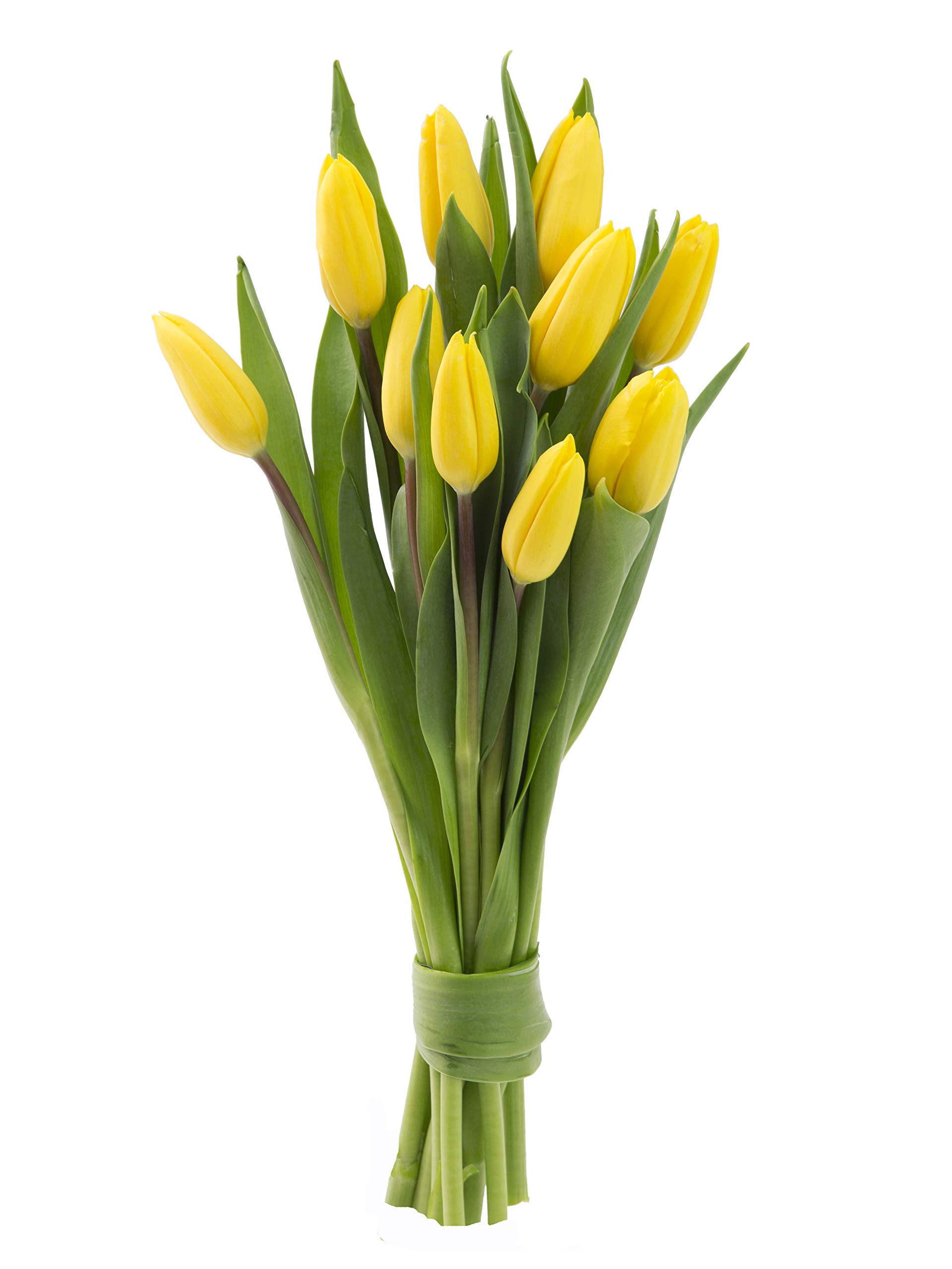 KaBloom PRIME NEXT DAY DELIVERY - Fall Collection - Fresh Yellow Tulips, 10 Count. Gift for Birthday, Sympathy, Anniversary, Get Well, Thank You, Valentine, Mother’s Day Fresh Flowers