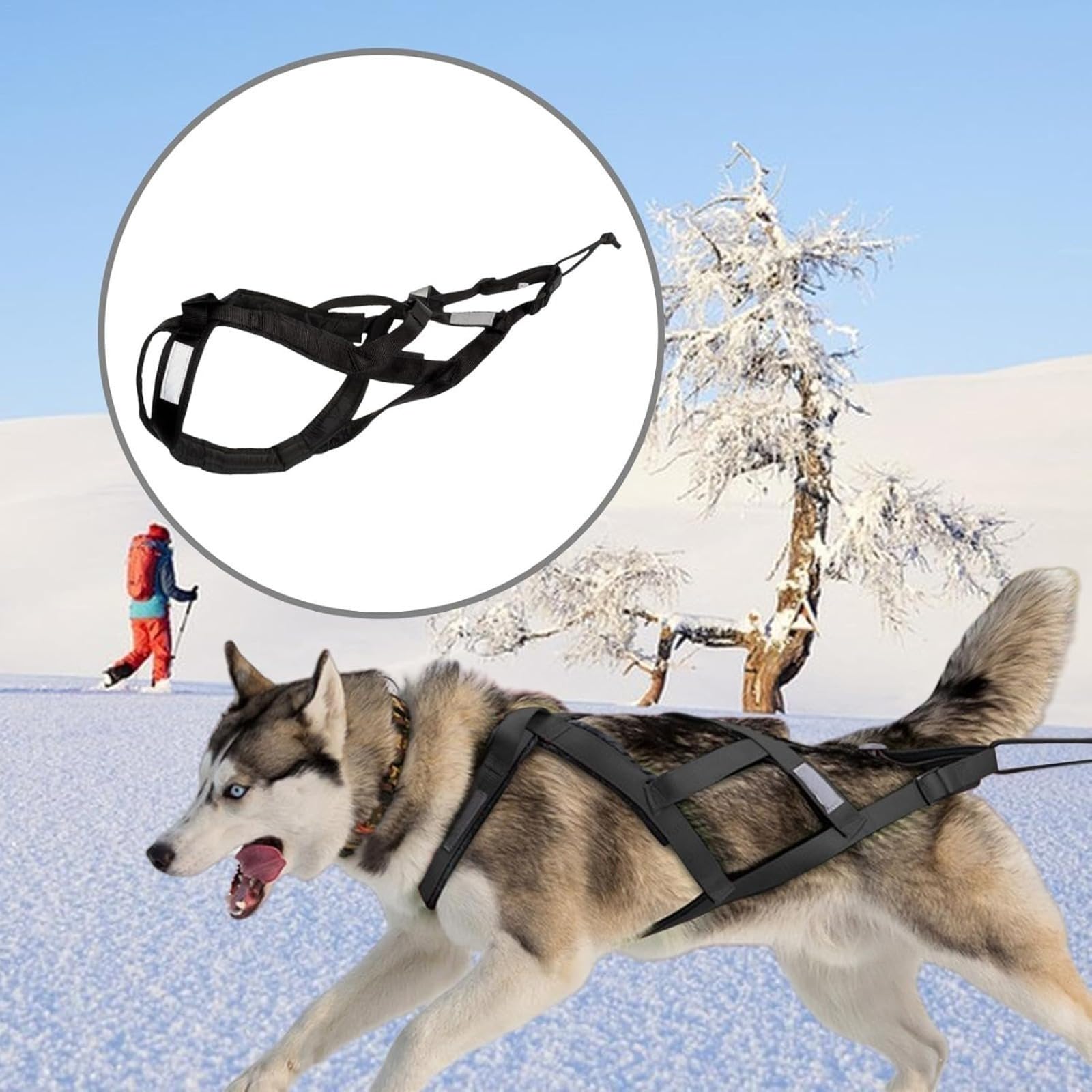 Harnais de traction pour chien, harnais Husky de traction pour animaux de compagnie pour exercice de luge, traîneau d'animaux de compagnie, cyclisme